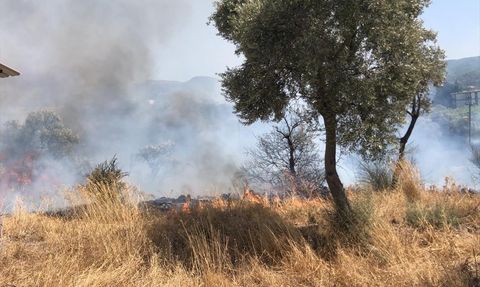 Bodrum'daki Zeytinlik Yangını Kontrol Altına Alındı