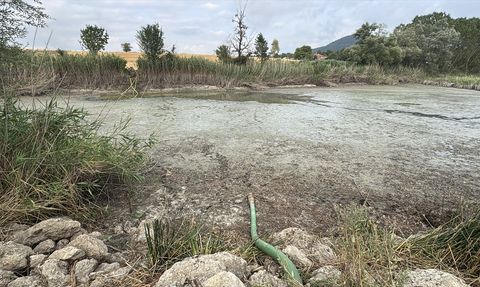 Bolu'da Balık Ölümleri Üzerine İnceleme Başlatıldı