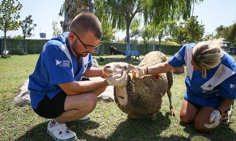 Çanakkale ve İzmir Yangınlarından Kurtarılan Hayvanlar Bursa'da Tedavi Ediliyor