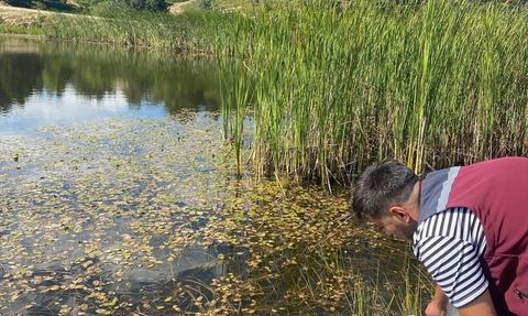 Çankırı'da 626 Bin Sazan Yavrusu Göletlere Bırakıldı