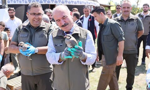 Çorum'da 300 Keklik Doğaya Salındı