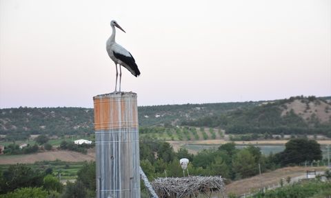 Cuma Ovası'nda Leylek Göçü Gecikti