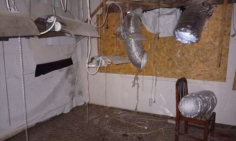 Düzce'de Kenevir Yetiştiriciliği ile Gözaltı