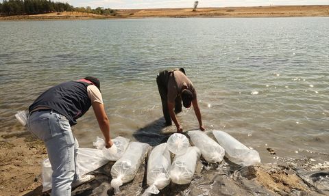 Edirne'de 30 Bin Pullu Sazan Yavrusu Gölete Salındı