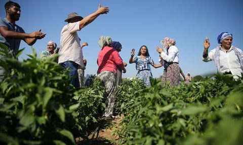 Edirne'de Karaağaç Acı Biberinde Hasat Başladı