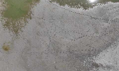 Edirne'deki Korucuköy Göleti Kuruyor