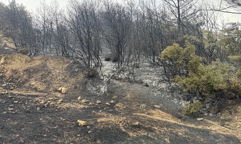Edirne'deki Orman Yangını Kontrol Altına Alındı