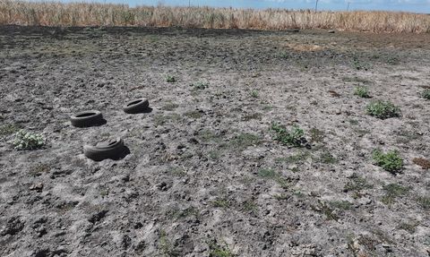 Edirne'deki Yağcılı Göleti Kurudu, Kuraklık Hayvancılığı Tehdit Ediyor