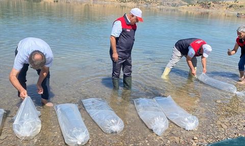 Elazığ'da 17 Milyon Yavru Sazan İç Sulara Buluşturulacak