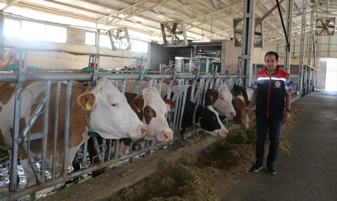 Erzincan'da Şap Hastalığına Karşı Yoğun Aşı Programı