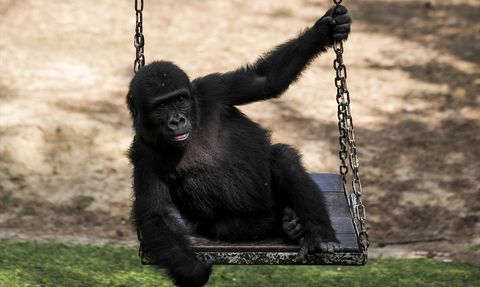 Goril Yavrusu 'Zeytin' Nijerya'ya Dönmek Üzere Hazırlanıyor