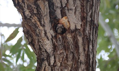 Iğdır İl Özel İdaresi'nde Alaca Ağaçkakan Sevinci