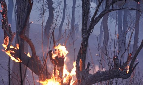 İzmir Bornova'da Orman Yangınına Müdahale
