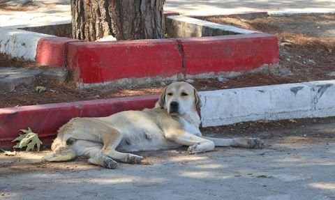 İzmir'de Sahipsiz Köpeklerden Kaçarken Kazada Hayatını Kaybeden Kadın
