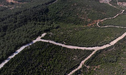 İzmir'deki Orman Yangınından Sonra Yeniden Yeşeren Doğa