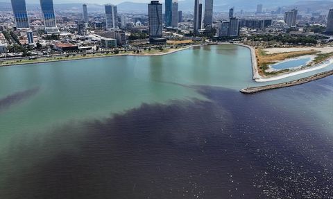 İzmir Körfezi'nde Balık Ölümleri Tekrar Başladı