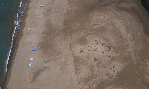 İztuzu Sahili'nde Caretta Carettaların Yuva Sayısı 800'e Ulaştı