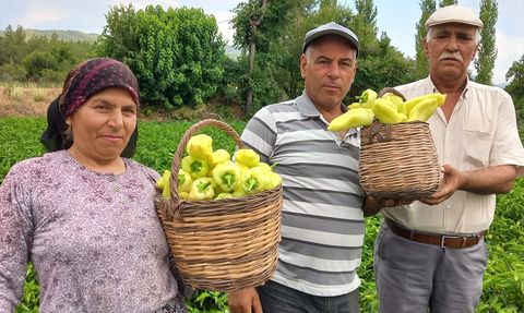 Kale Biberi Hasadı Başladı