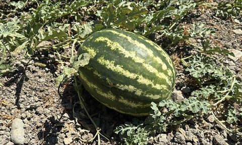 Karabük'te Karpuz Hasadı Etkinliği Düzenlendi