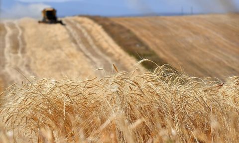 Kars'ta Buğday Hasadı Son Aşamasında
