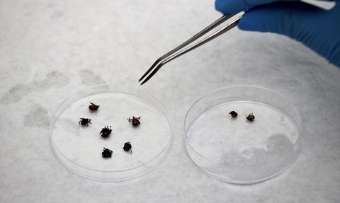 Kene Kaynaklı Hastalıkların Risk Haritası Oluşturuluyor