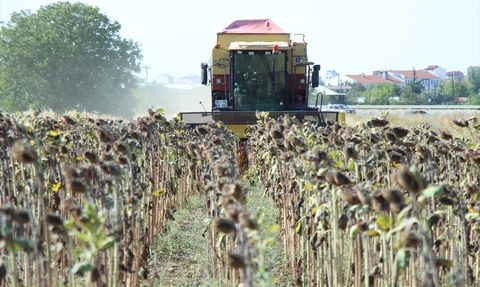 Kırklareli'nde Ayçiçeği Hasadı Devam Ediyor