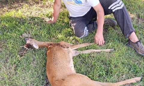 Kırklareli'nde Yaralı Karaca Kurtarıldı