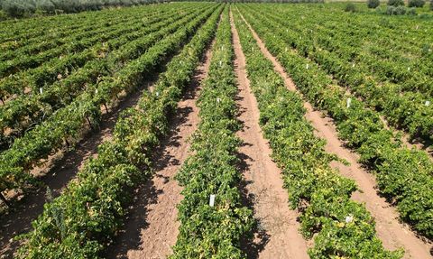 Manisa'da Sultani Çekirdeksiz Üzüm Hasadı ve Kurutma Süreci Başladı