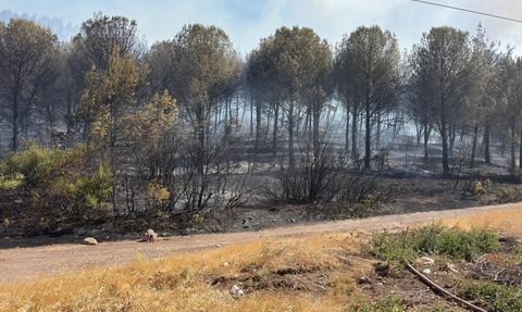 Manisa Soma'daki Orman Yangınına Müdahale Devam Ediyor