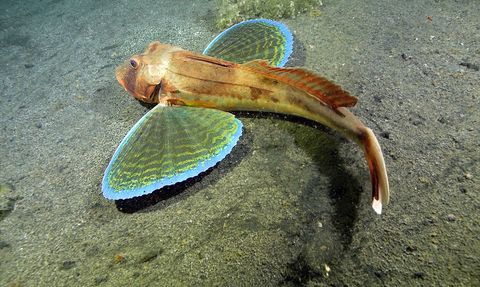 Marmara Depremi'nin Denizin Dibindeki İzleri Ortaya Çıktı