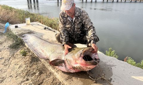 Meriç Nehri'nde Rekor Balık Yakalandı