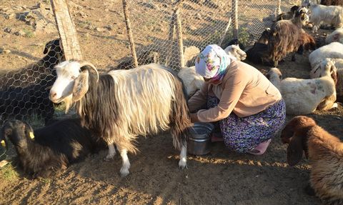 Muş'ta Berivanların Yayla Yolculuğu