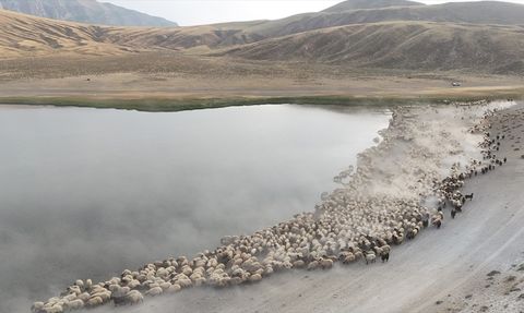Nemrut Dağı'nda Küçükbaş Hayvanlar Serinliyor