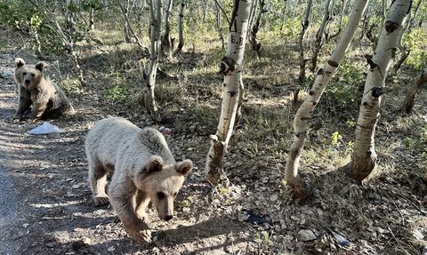 Nemrut Kalderası'nda Ziyaretçiler Bozayıları Besliyor