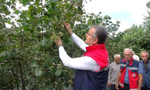 Samsun'da Düşük Fındık Rekoltesi Beklentisi