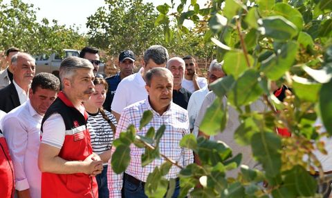 Şanlıurfa Valisi Fıstık Hasadında