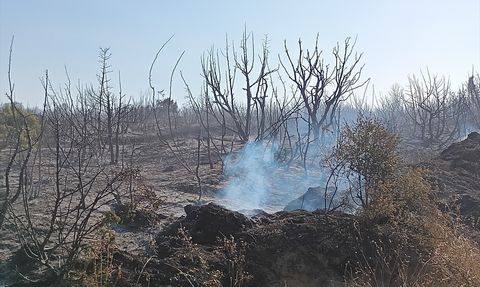 Tekirdağ'da Yangın: 50 Dönüm Makilik Alan Zarar Gördü