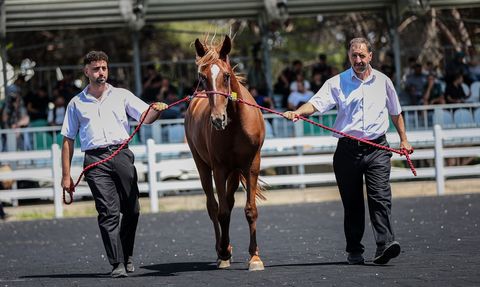 TİGEM'in E-Satışında 51 Tayın Geliri 27.75 Milyon Lira