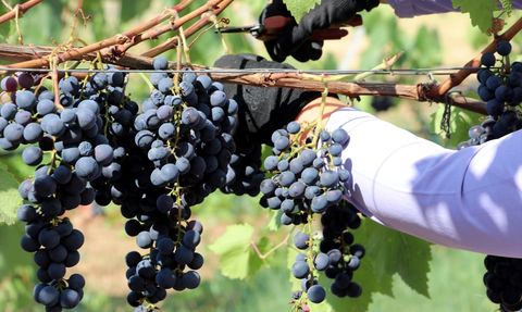 Trakya İlkeren Üzümünde Hasat Başladı