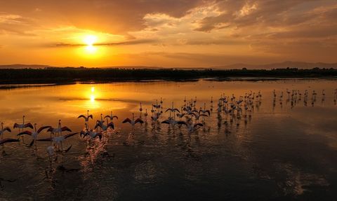 Van Gölü'nde Flamingoların Büyüleyici Görüntüleri