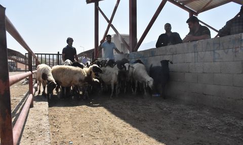 Van Hayvan Pazarı Yeniden Açıldı