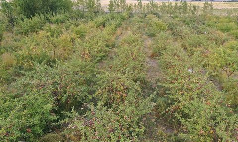 Ağrı Dağı'nda Elma Hasadı Başladı