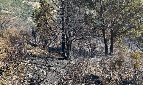 Akşehir'deki Orman Yangını Kontrol Altına Alındı