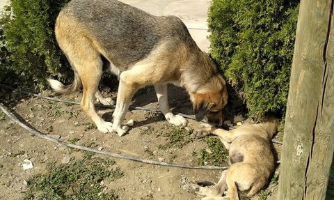 Amasya'da Sahipsiz Köpeğin Sadakati