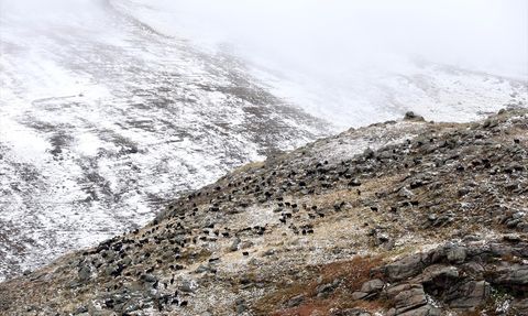 Ardahan'da Küçükbaş Hayvanlar Kar Yağışına Hazırlıksız Yakalandı