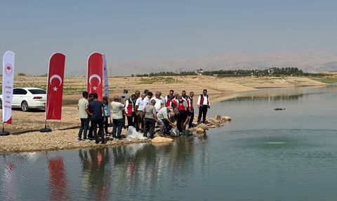 Atatürk Barajı'na 1 Milyondan Fazla Balık Yavrusu Salındı