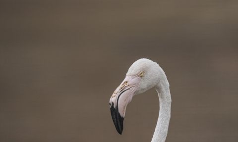 Atatürk Çocukları Doğal Yaşam Parkı ve Hayvanat Bahçesi Açıldı