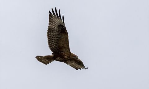 Bolu'da Rüzgarlı Havada Avlanan Kızıl Şahin Görüntülendi