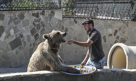Çekmeköy'de Tedavi Gören Ayı Uluslararası Medyada Gündem Oldu