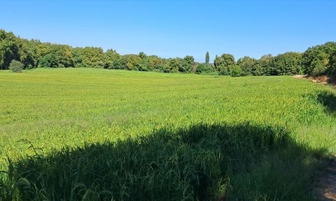 Çeltikte Damla Sulama ile Tasarruf ve Verim Artışı